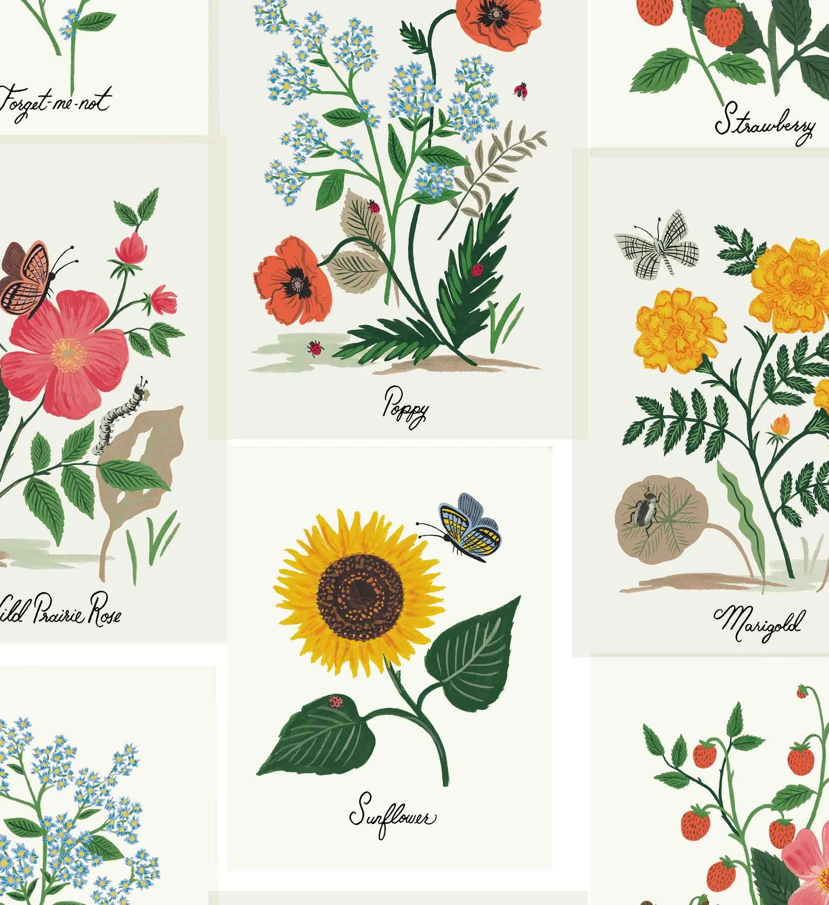Botanical Prints Wallpaper - White - Image 3